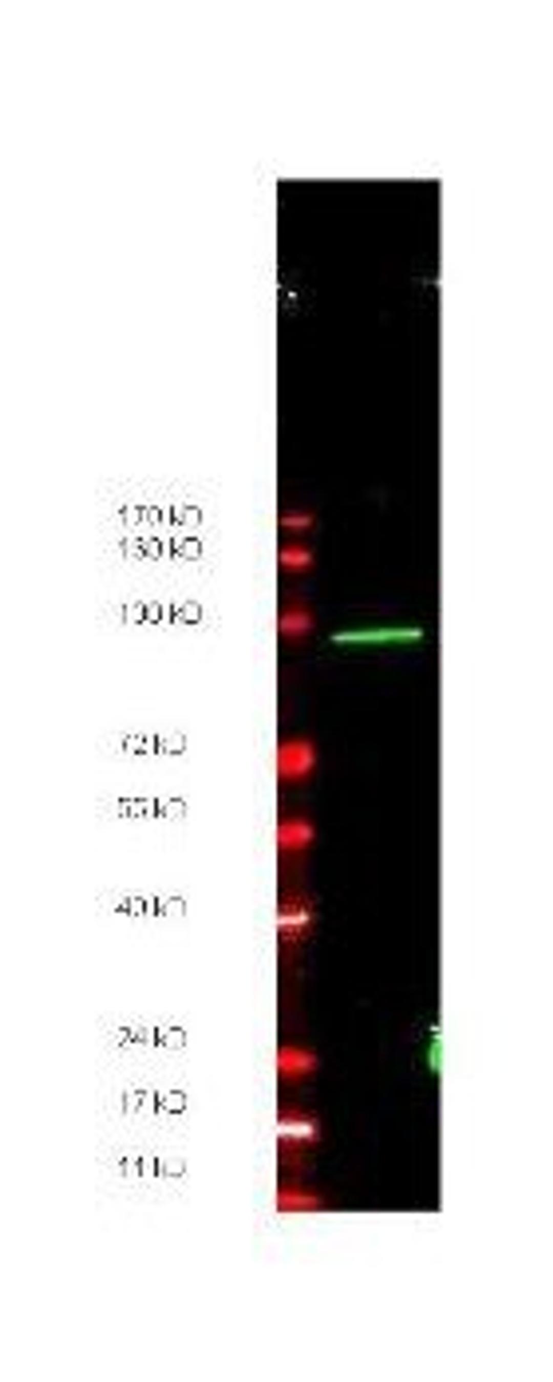 Western blot analysis of recombinant protein present in ~35 ug of lysate using MYC Epitope Tag antibody