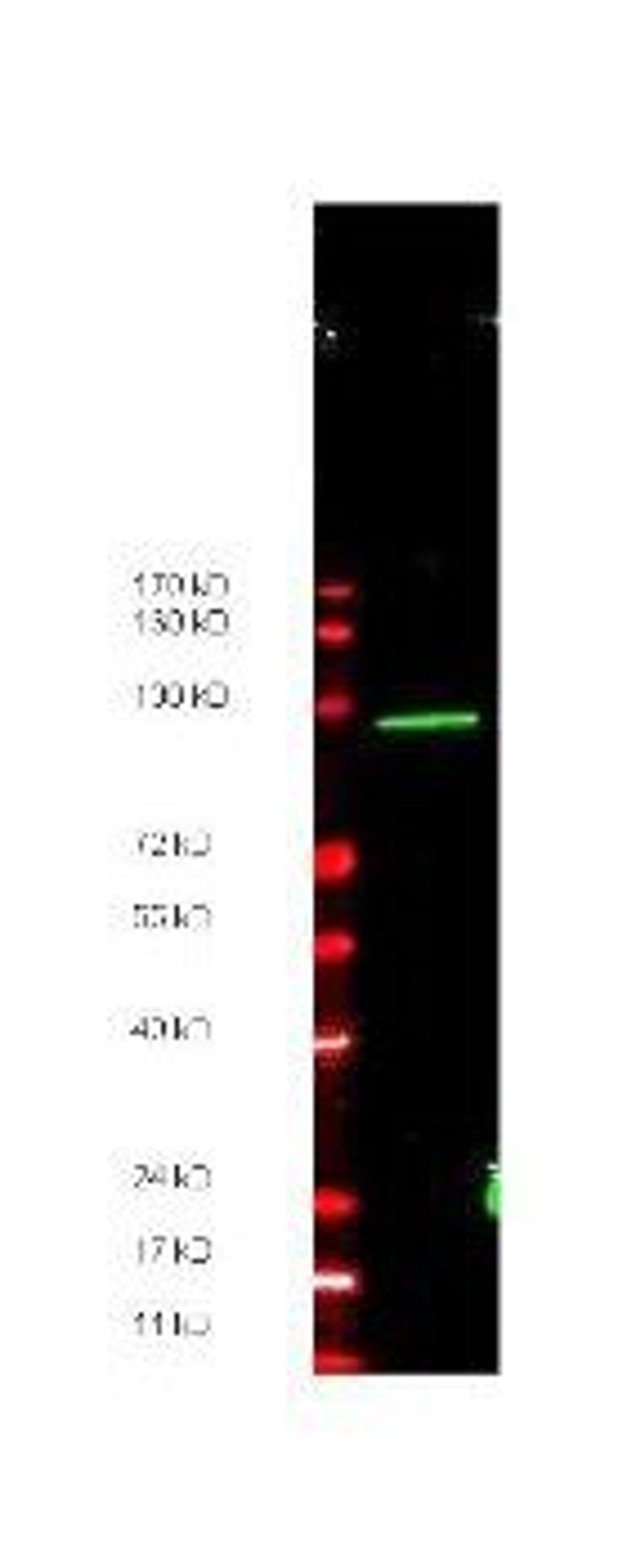 Western blot analysis of recombinant protein present in ~35 ug of lysate using MYC Epitope Tag antibody