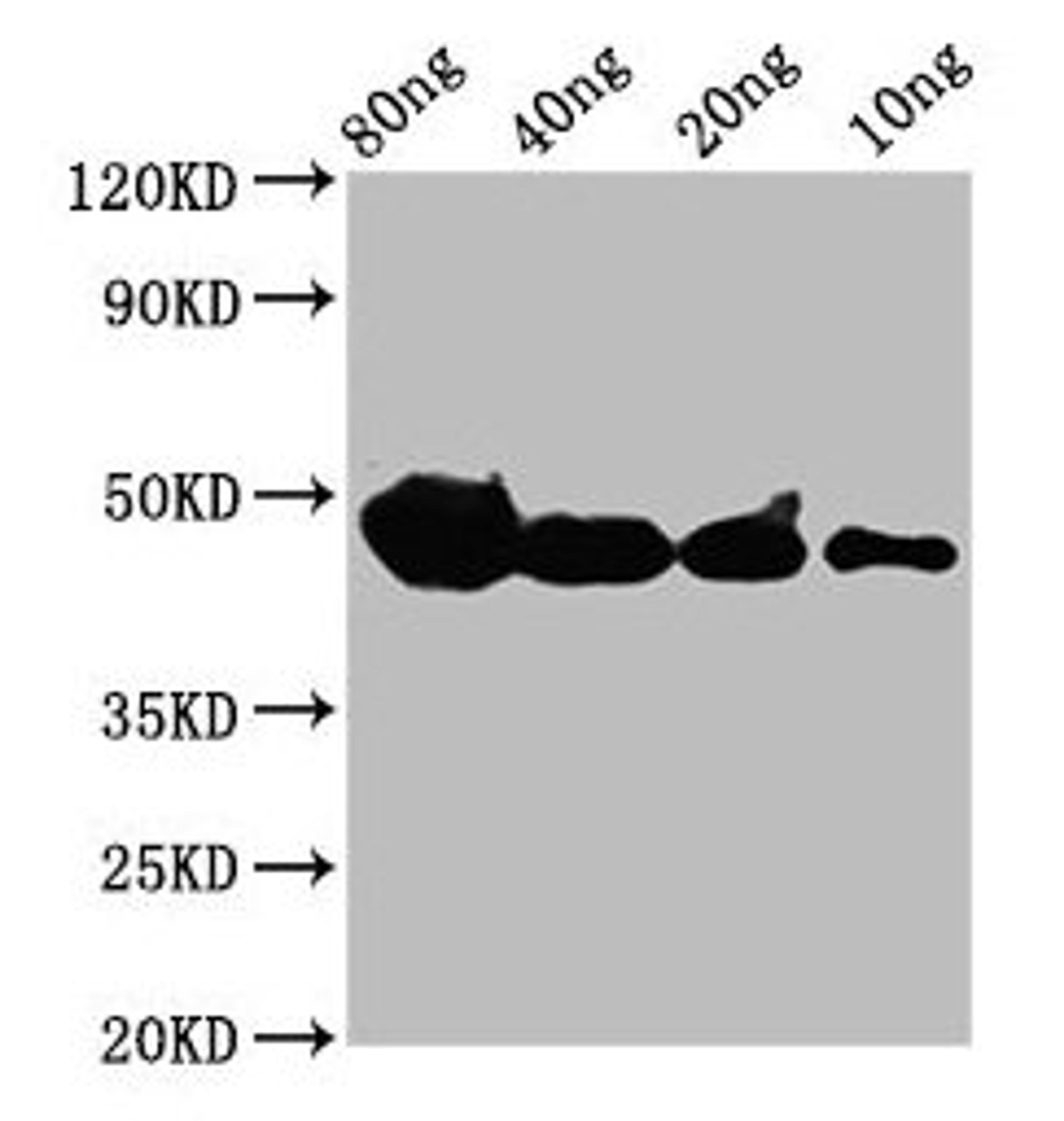 Western Blot. Positive WB detected in Recombinant protein. All lanes: cyp1a antibody at 4µg/ml. Secondary. Goat polyclonal to rabbit IgG at 1/50000 dilution. Predicted band size: 39 kDa. Observed band size: 47 kDa