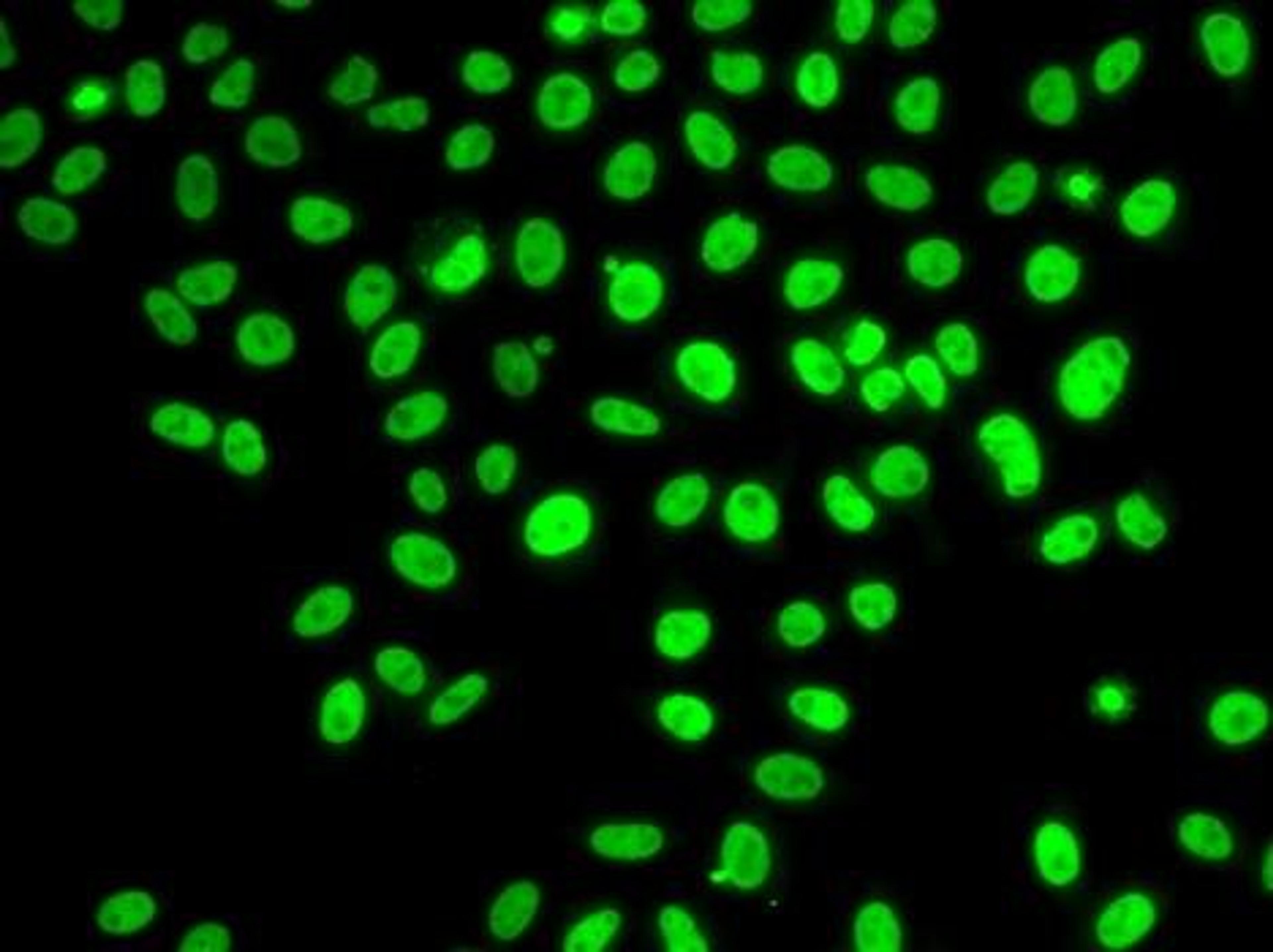 Immunofluorescense analysis of U20S cell using POLD3 antibody