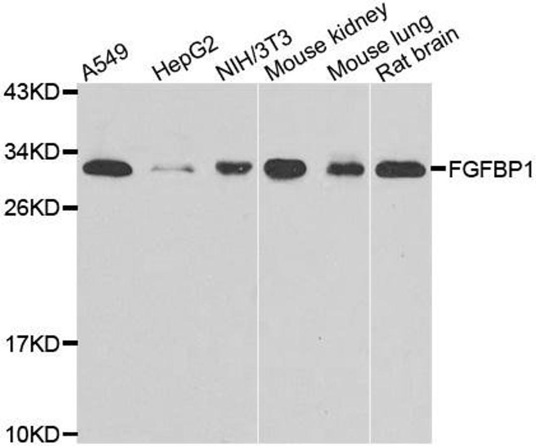 Western blot analysis of extracts of various cell lines using FGFBP1 antibody