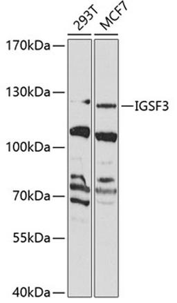 Western blot - IGSF3 Antibody (A7689)