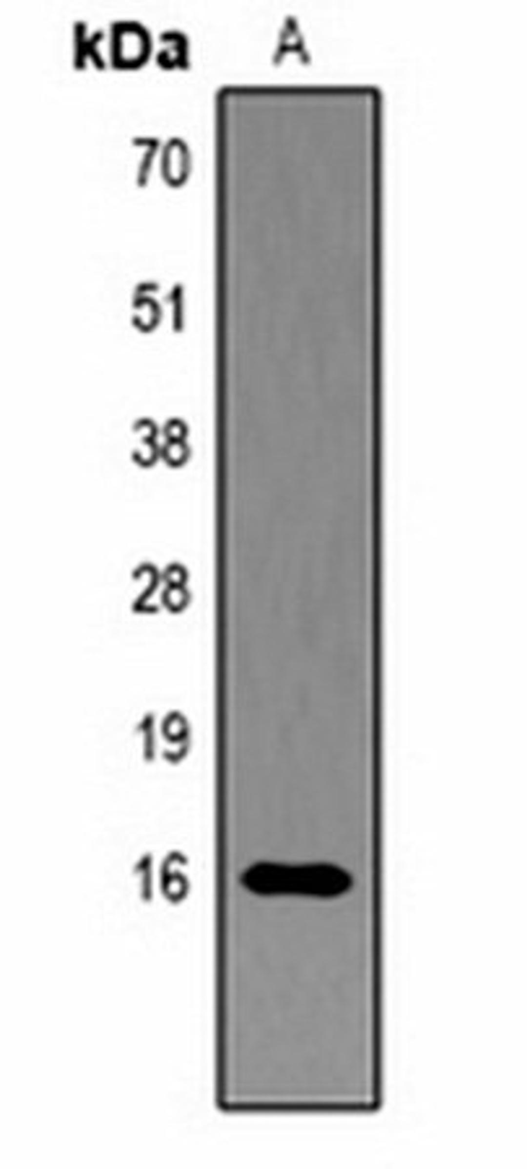 Western blot analysis of Hela (Lane1) whole cell lysates using Histone H3 (Phospho-Y41) antibody