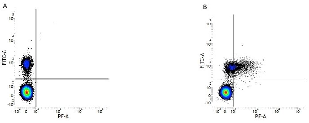 Figure A.  Mouse anti Human CD19. Figure B. Mouse anti Human CD19 and Mouse anti Human CD79b. 