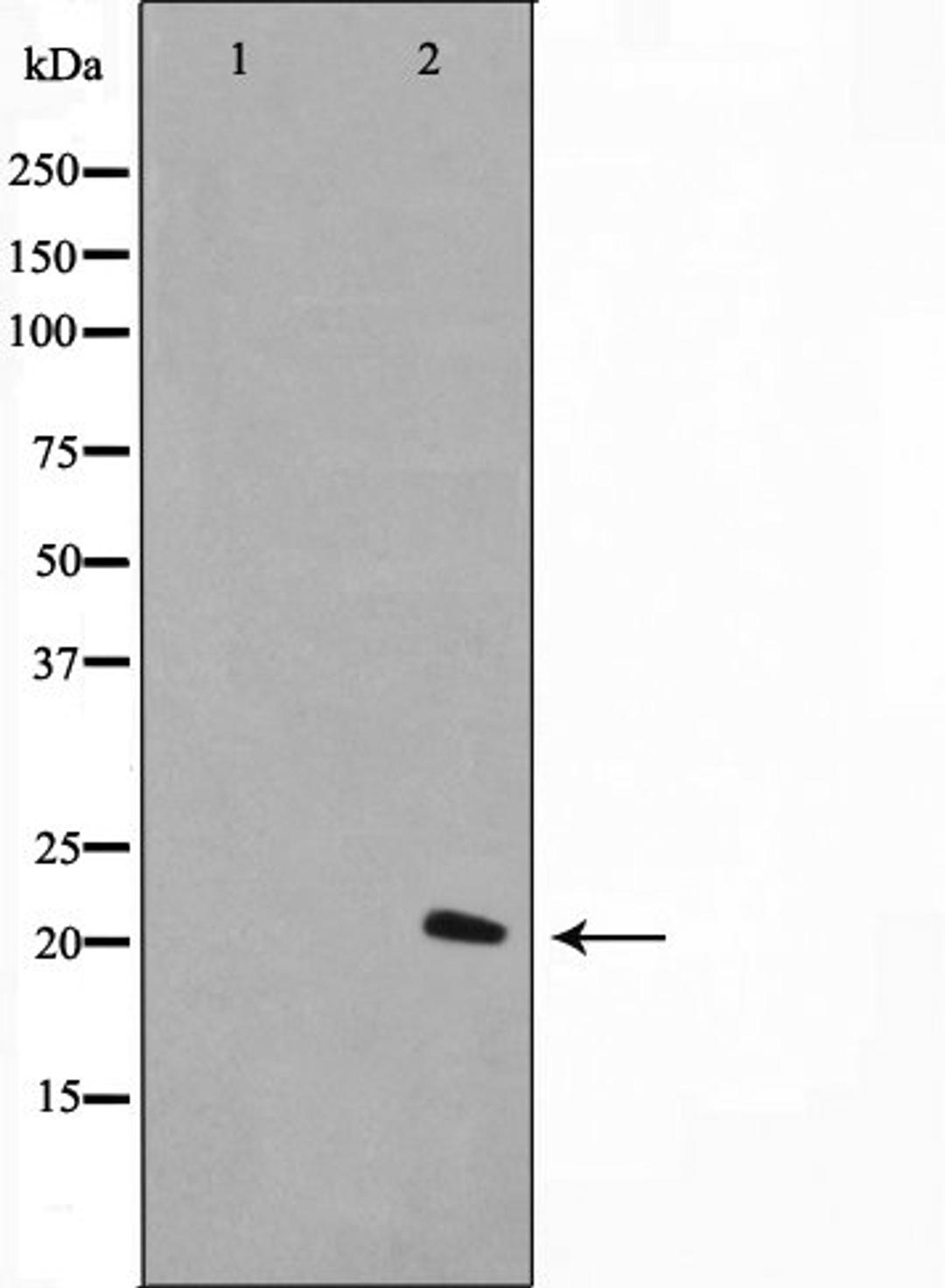 Western blot analysis of A549 cell lysate using Histone H1.0 antibody