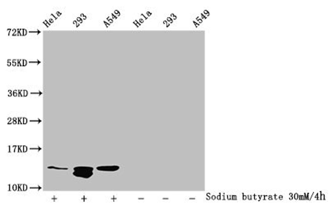 Western Blot. Detected samples: Hela whole cell lysate, 293 whole cell lysate, A549 whole cell lysate; Untreated (-) or treated (+) with 30mM sodium butyrate for 4h. All lanes: HIST1H4A antibody at 1:100. Secondary. Goat polyclonal to rabbit IgG at 1/50000 dilution. Predicted band size: 12 kDa. Observed band size: 12 kDa