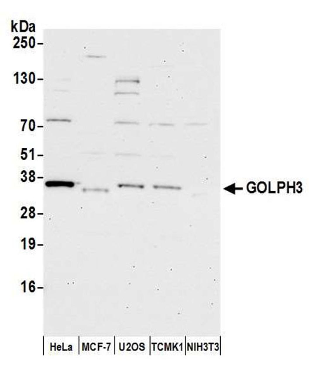 Detection of human and mouse GOLPH3 by WB.