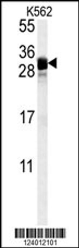 Western blot analysis in K562 cell line lysates (35ug/lane).