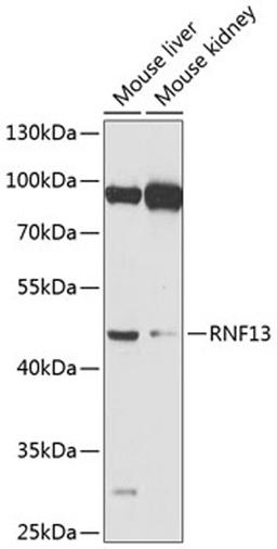 Western blot - RNF13 antibody (A8363)