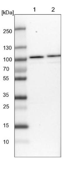 Western Blot: RBM28 Antibody [NBP1-84633] - Lane 1: NIH-3T3 cell lysate (Mouse embryonic fibroblast cells)<br/>Lane 2: NBT-II cell lysate (Rat Wistar bladder tumour cells)