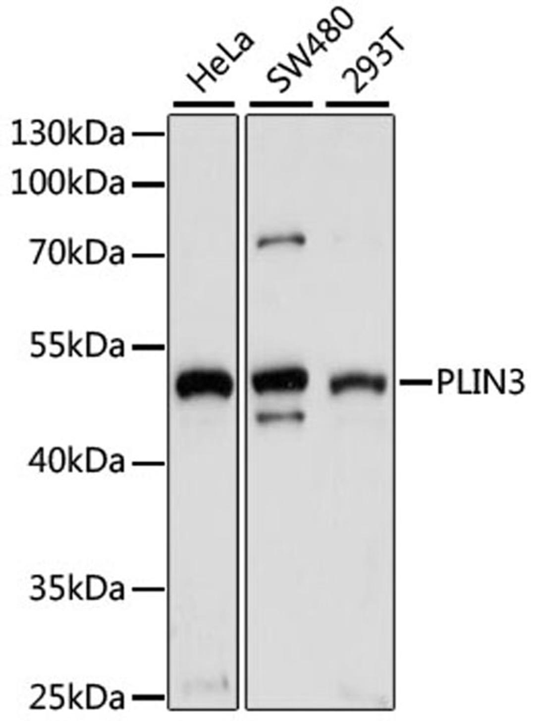 Western blot - PLIN3 antibody (A1050)