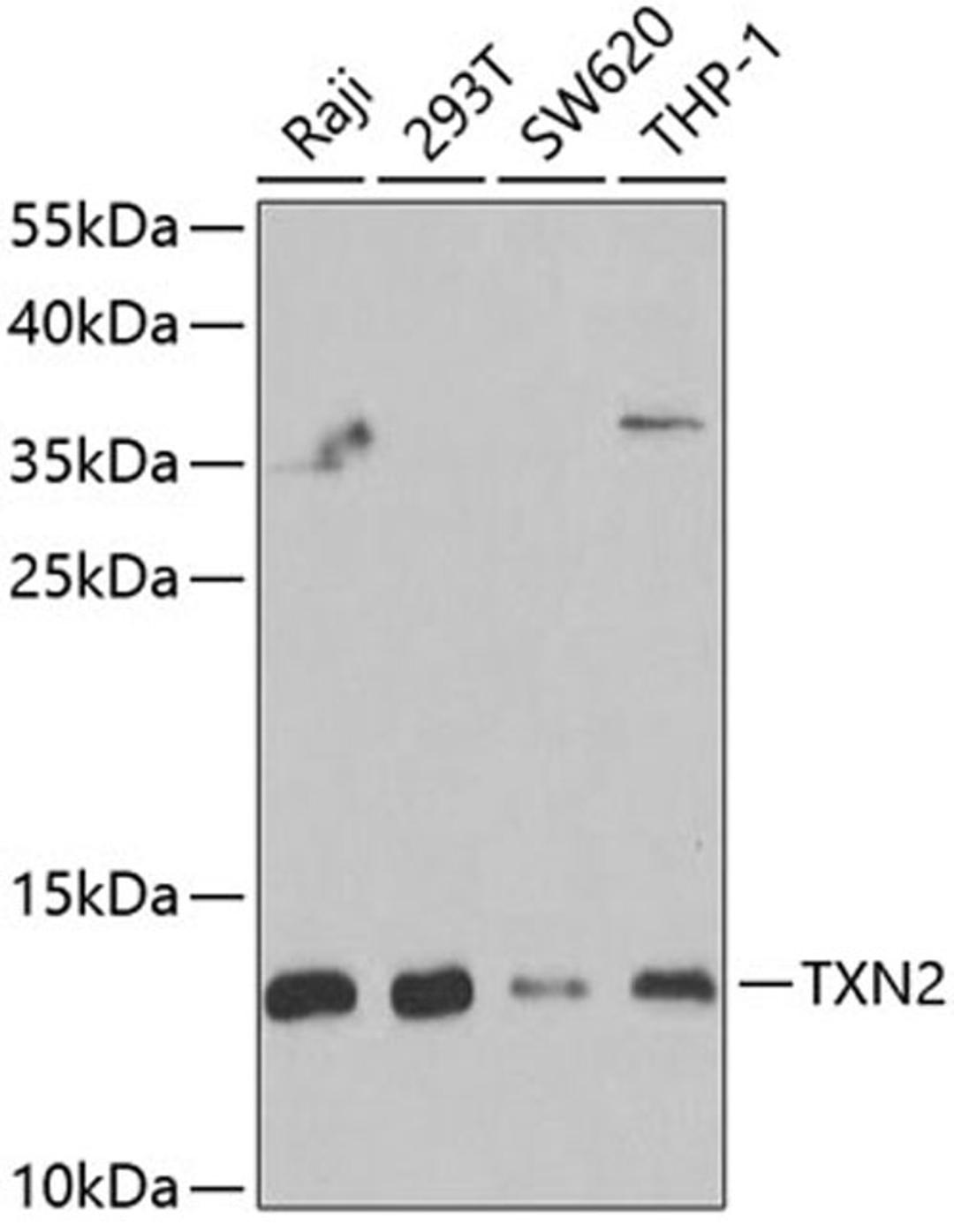 Western blot - TXN2 antibody (A6782)