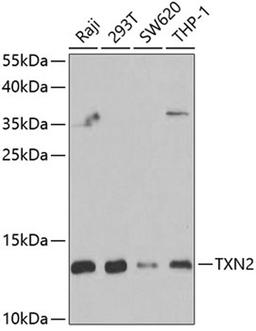 Western blot - TXN2 antibody (A6782)