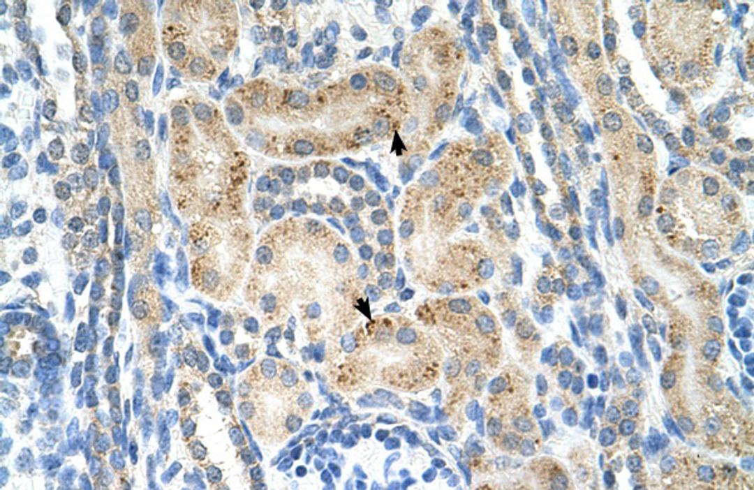 Antibody used in IHC on Human kidney.