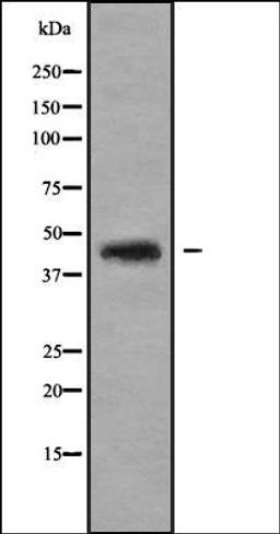 Western blot analysis of HEK293 cells using MANS1 antibody