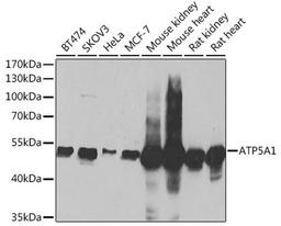 Western blot - ATP5A1 Antibody (A5884)