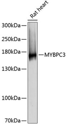 Western blot - MYBPC3 antibody (A12351)