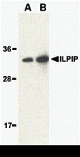 Western blot analysis of ILPIP in human brain lysate with ILPIP antibody at (A) 1 and (B) 2 μg/mL.