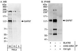 Detection of human SAP97 by western blot and immunoprecipitation.