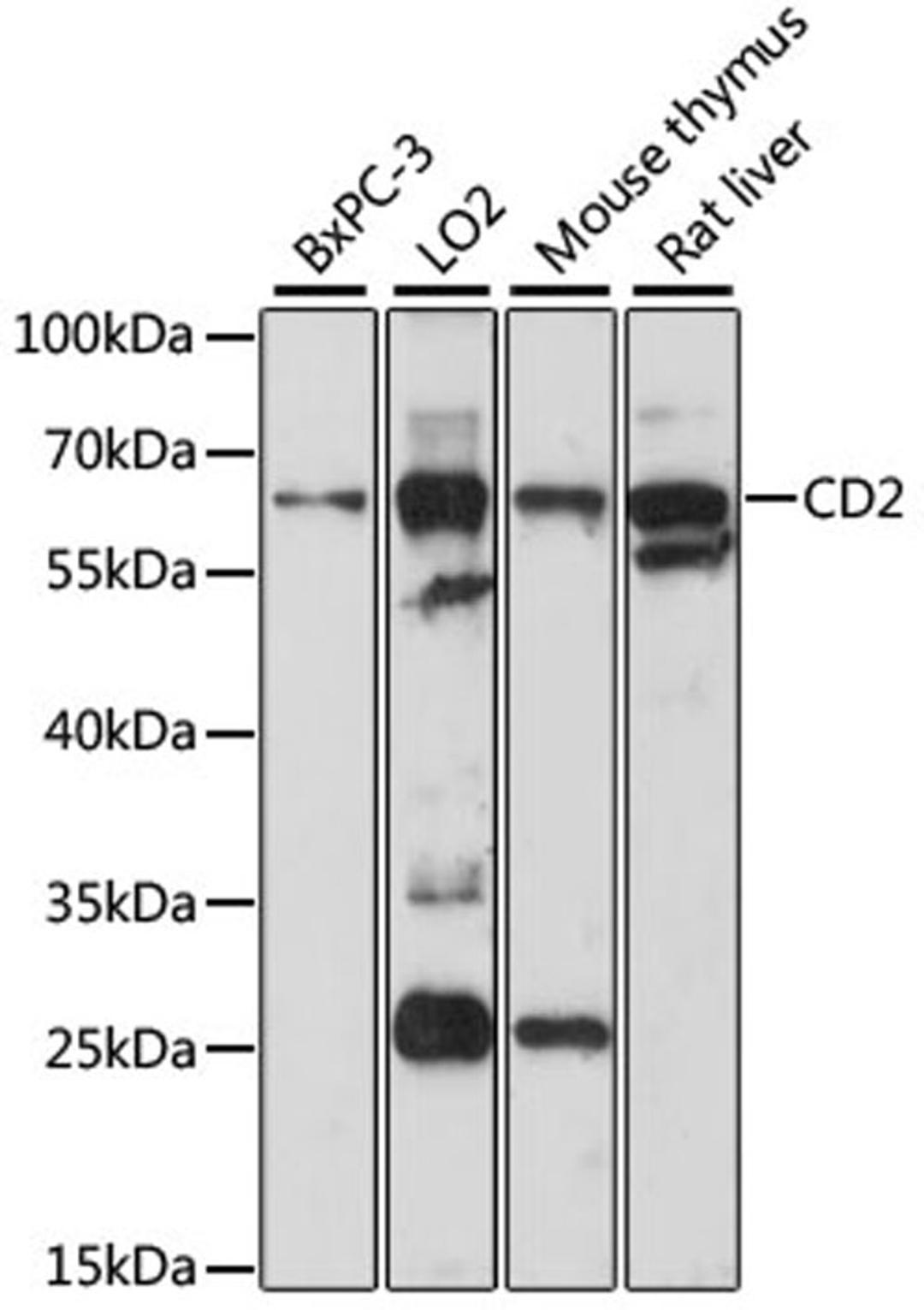 Western blot - CD2 antibody (A5632)