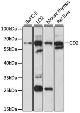 Western blot - CD2 antibody (A5632)