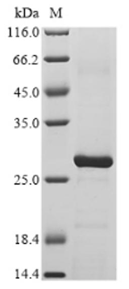(Tris-Glycine gel) Discontinuous SDS-PAGE (reduced) with 5% enrichment gel and 15% separation gel.