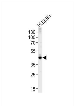 Western blot analysis of lysate from human brain tissue lysate, using ALDOC Antibody at 1:1000 at each lane.