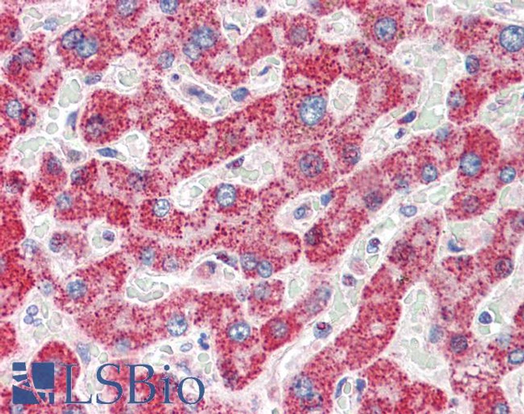 46-429 (5ug/ml) staining of paraffin embedded Human Liver. Steamed antigen retrieval with citrate buffer pH 6, AP-staining.