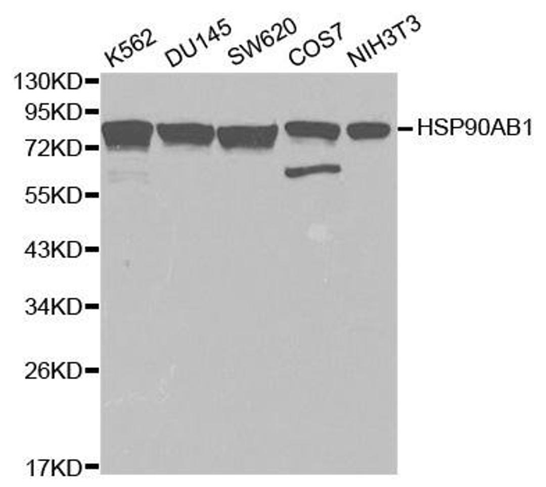 Western blot analysis of extracts of various cell lines using HSP90AB1 antibody