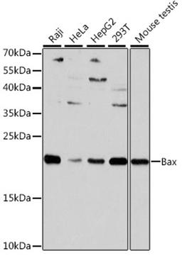 Western blot - Bax antibody (A15633)