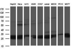 Western Blot: HSCB Antibody (3E1) [NBP2-46506] - Analysis of extracts (35ug) from 9 different cell lines (HepG2: human; HeLa: human; SVT2: mouse; A549: human; COS7: monkey; Jurkat: human; MDCK: canine; PC12: rat; MCF7: human).