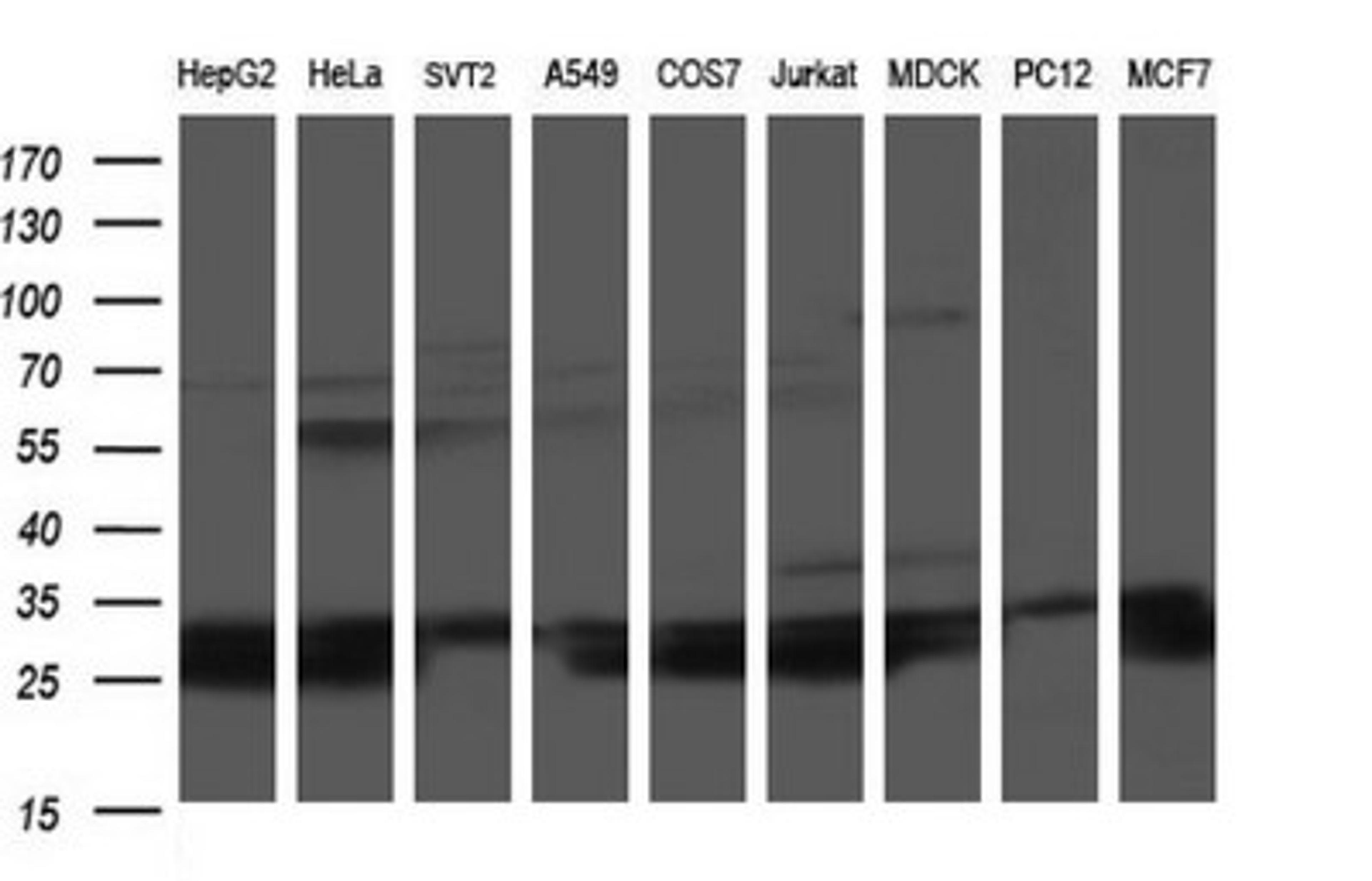 Western Blot: HSCB Antibody (3E1) [NBP2-46506] - Analysis of extracts (35ug) from 9 different cell lines (HepG2: human; HeLa: human; SVT2: mouse; A549: human; COS7: monkey; Jurkat: human; MDCK: canine; PC12: rat; MCF7: human).