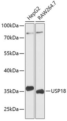 Western blot - USP18 antibody (A16739)