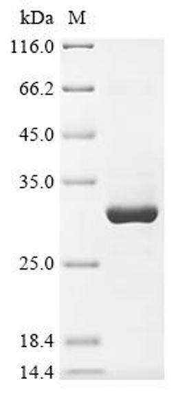 (Tris-Glycine gel) Discontinuous SDS-PAGE (reduced) with 5% enrichment gel and 15% separation gel.