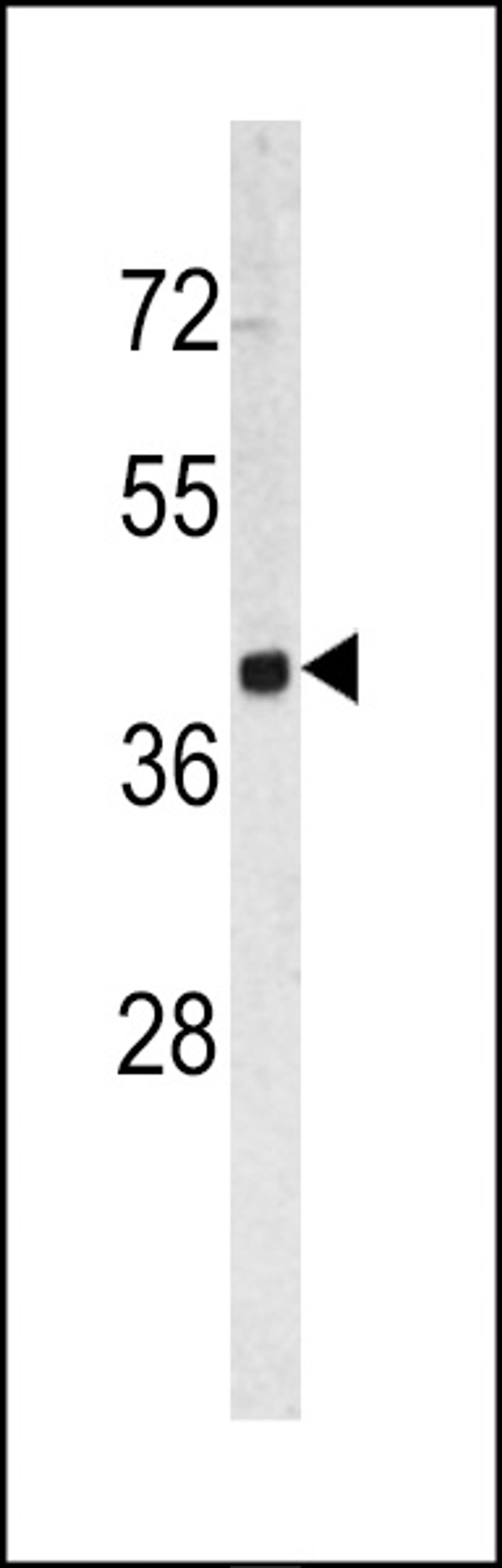 Western blot analysis of TROP2 antibody in HL60 cell line lysates (35ug/lane)