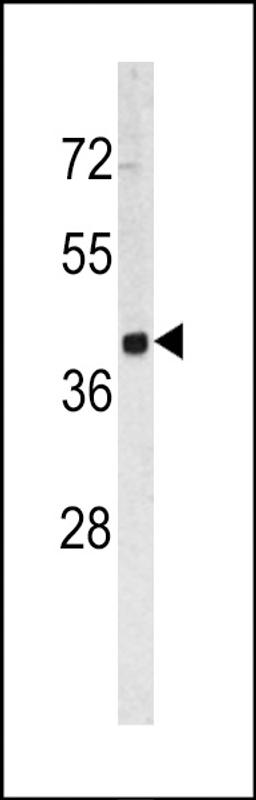 Western blot analysis of TROP2 antibody in HL60 cell line lysates (35ug/lane)