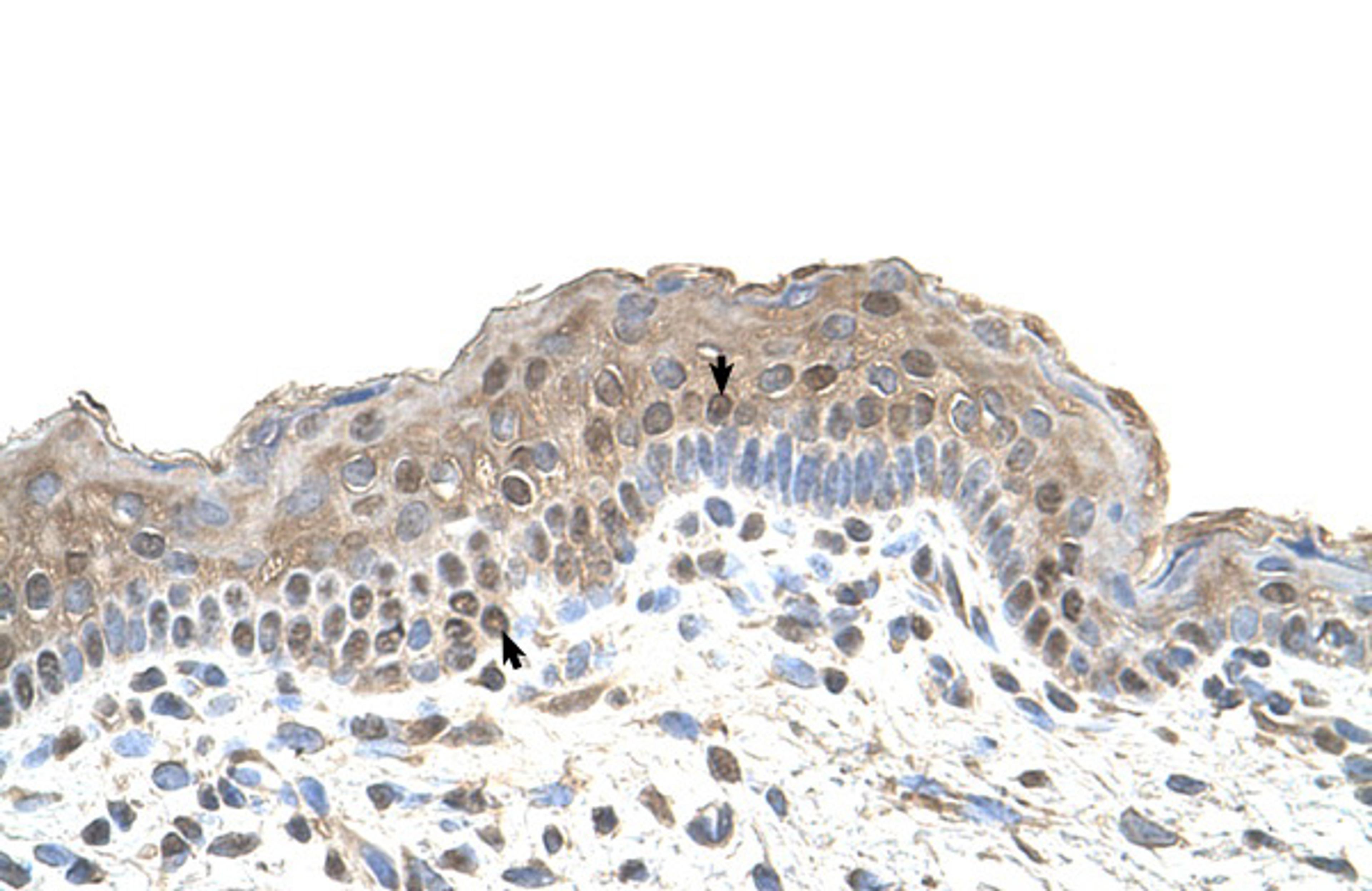 Antibody used in IHC on Human Skin.