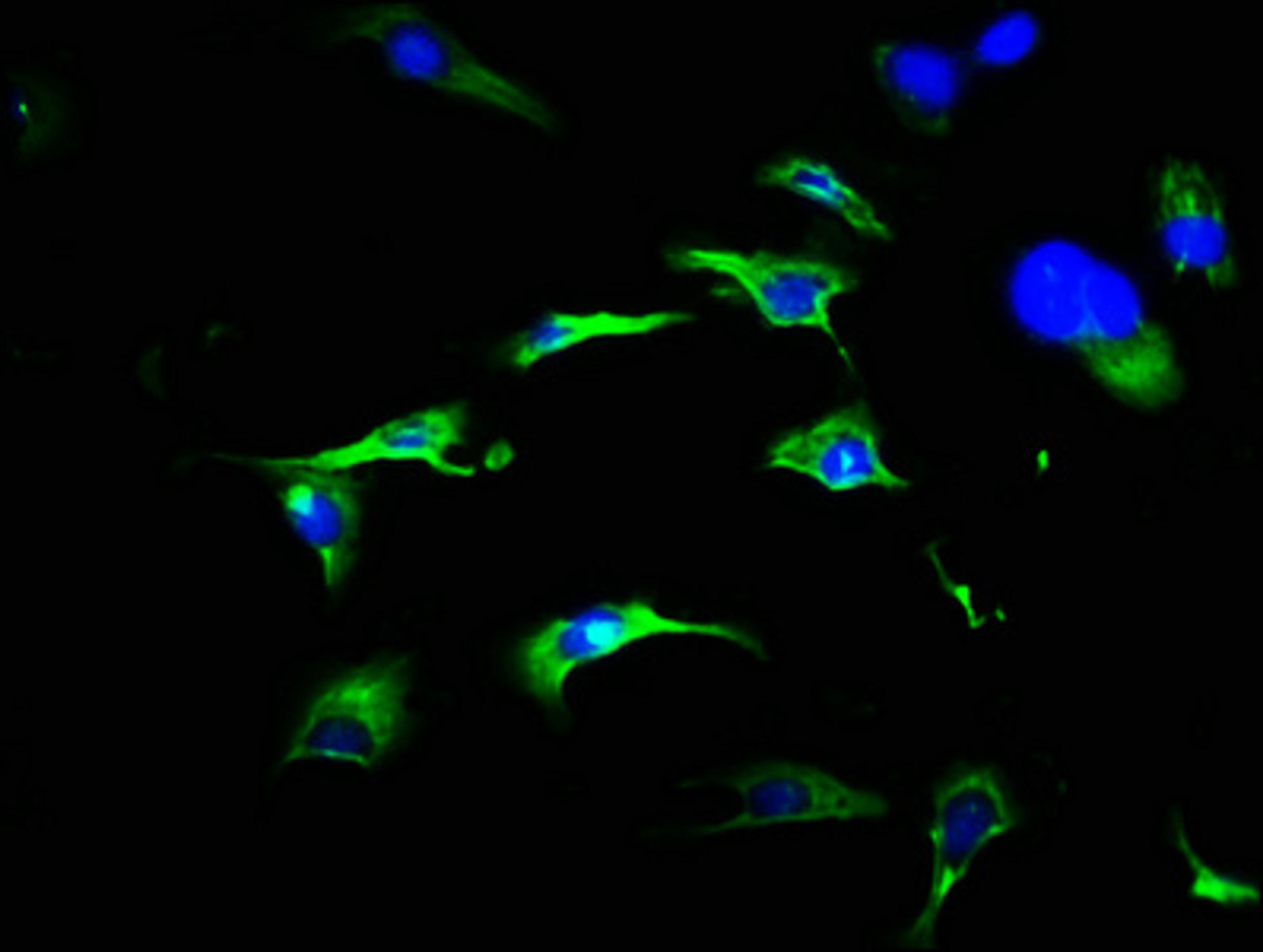 Immunofluorescence staining of U251 cells with CSB-PA009005LA01HU at 1:466, counter-stained with DAPI. The cells were fixed in 4% formaldehyde, permeabilized using 0.2% Triton X-100 and blocked in 10% normal Goat Serum. The cells were then incubated with the antibody overnight at 4°C. The secondary antibody was Alexa Fluor 488-congugated AffiniPure Goat Anti-Rabbit IgG(H+L).