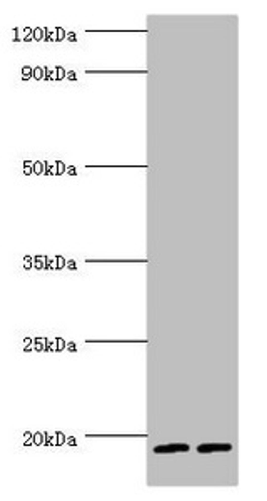 Western blot. All lanes: Serglycin antibody at 9ug/ml. Lane 1: THP-1 whole cell lysate. Lane 2: HL60 whole cell lysate. Secondary. Goat polyclonal to rabbit IgG at 1/10000 dilution. Predicted band size: 18 kDa. Observed band size: 18 kDa. 