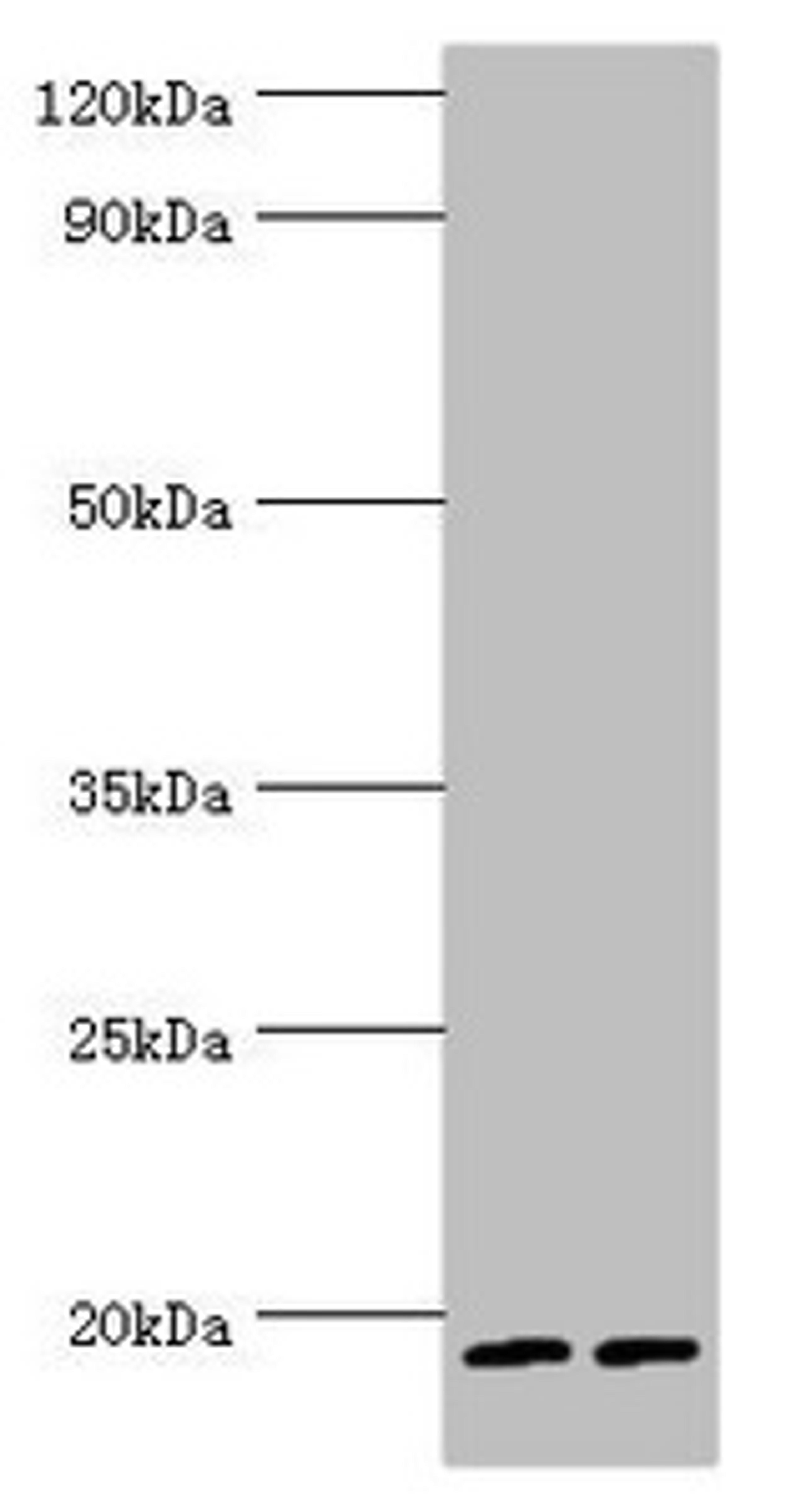 Western blot. All lanes: Serglycin antibody at 9ug/ml. Lane 1: THP-1 whole cell lysate. Lane 2: HL60 whole cell lysate. Secondary. Goat polyclonal to rabbit IgG at 1/10000 dilution. Predicted band size: 18 kDa. Observed band size: 18 kDa. 