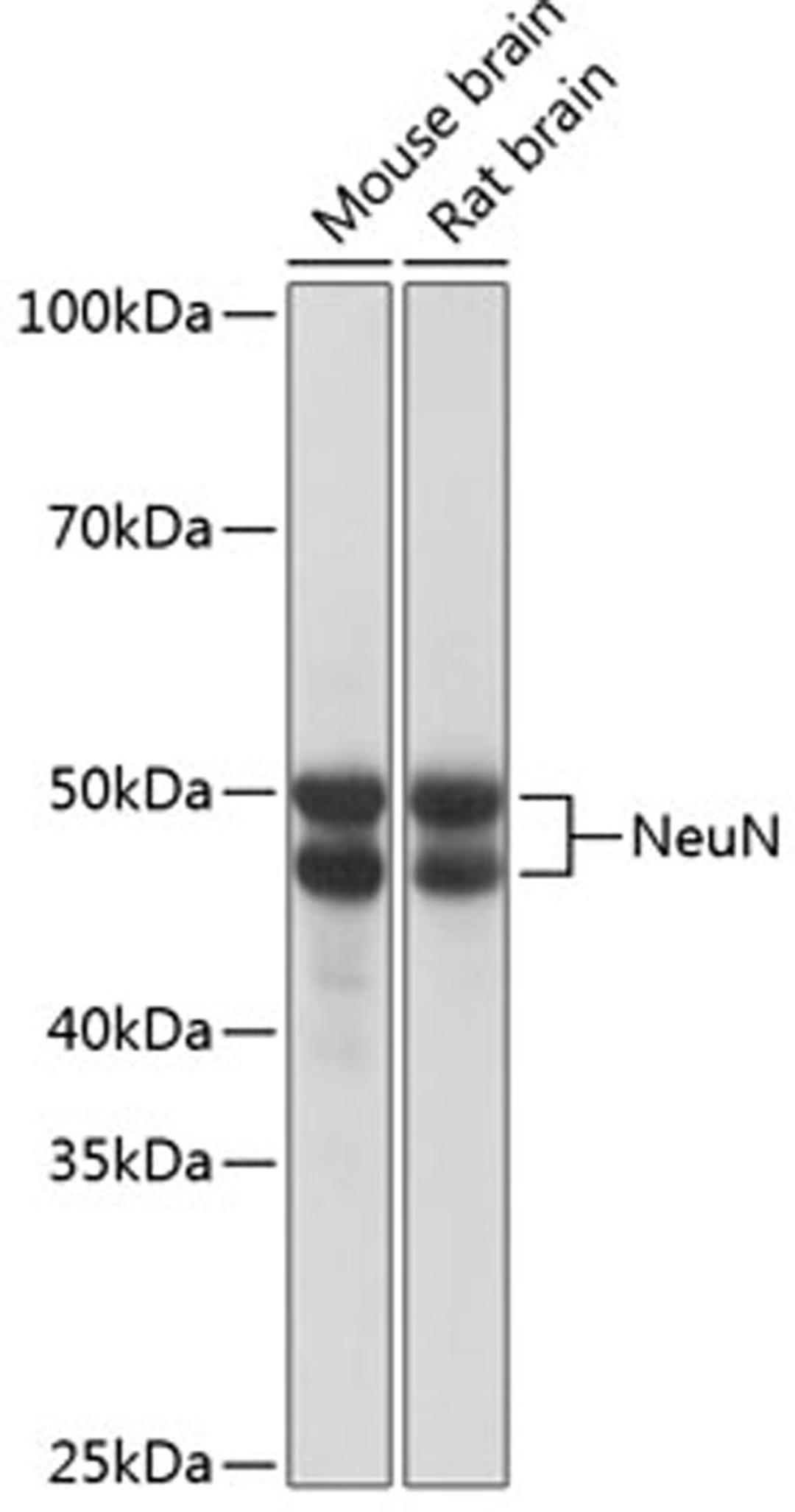 Western blot - NeuN antibody (A19086)