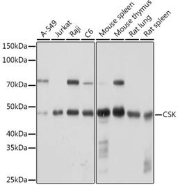 Western blot - CSK Rabbit mAb (A0666)