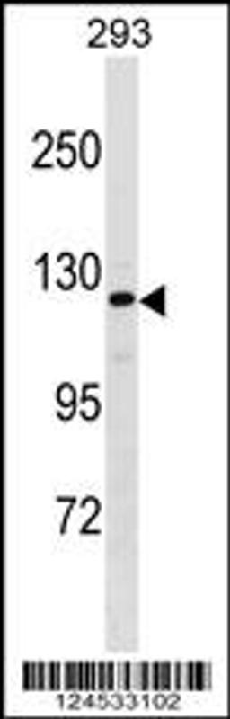 Western blot analysis in 293 cell line lysates (35ug/lane).