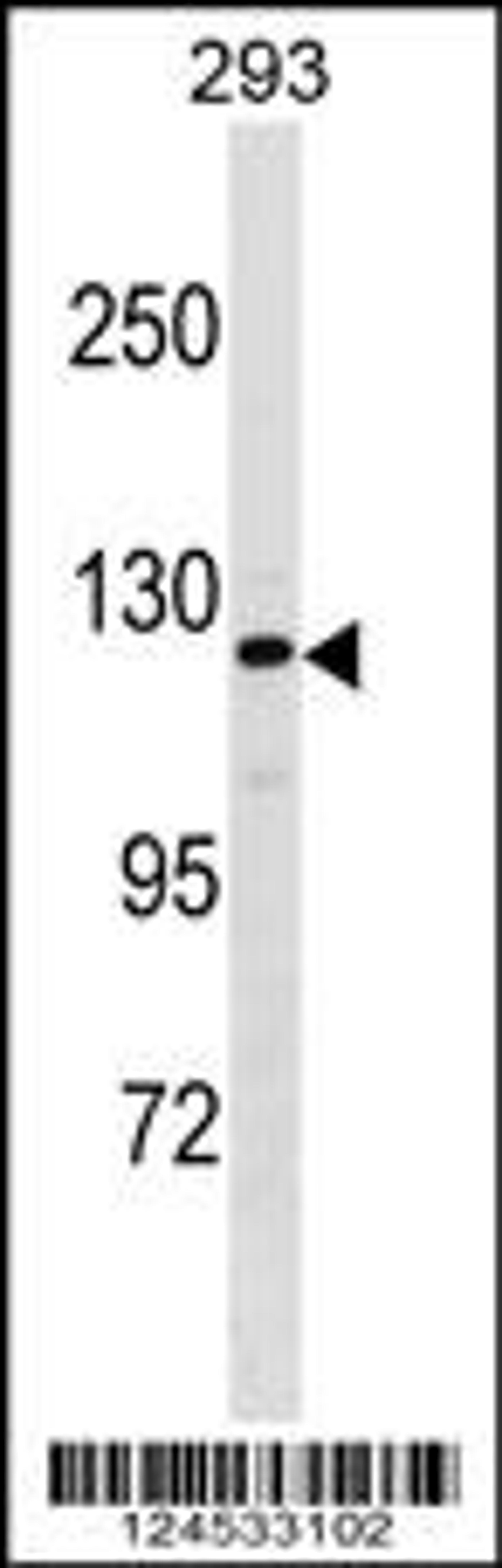 Western blot analysis in 293 cell line lysates (35ug/lane).