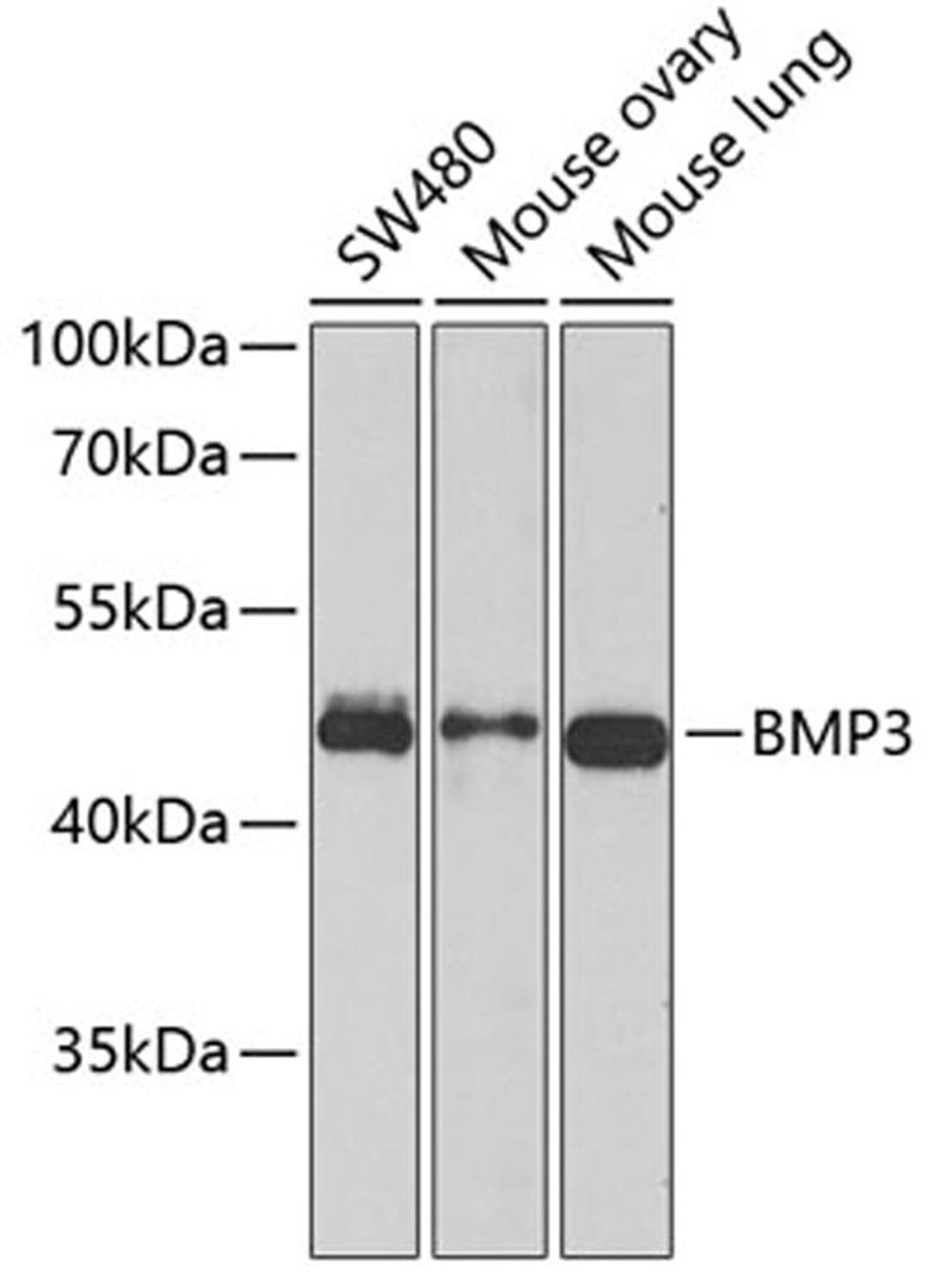 Western blot - BMP3 antibody (A6877)