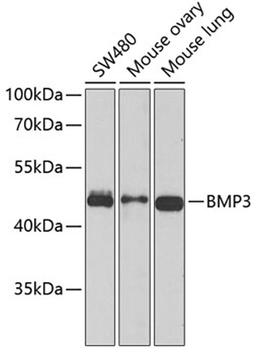 Western blot - BMP3 antibody (A6877)