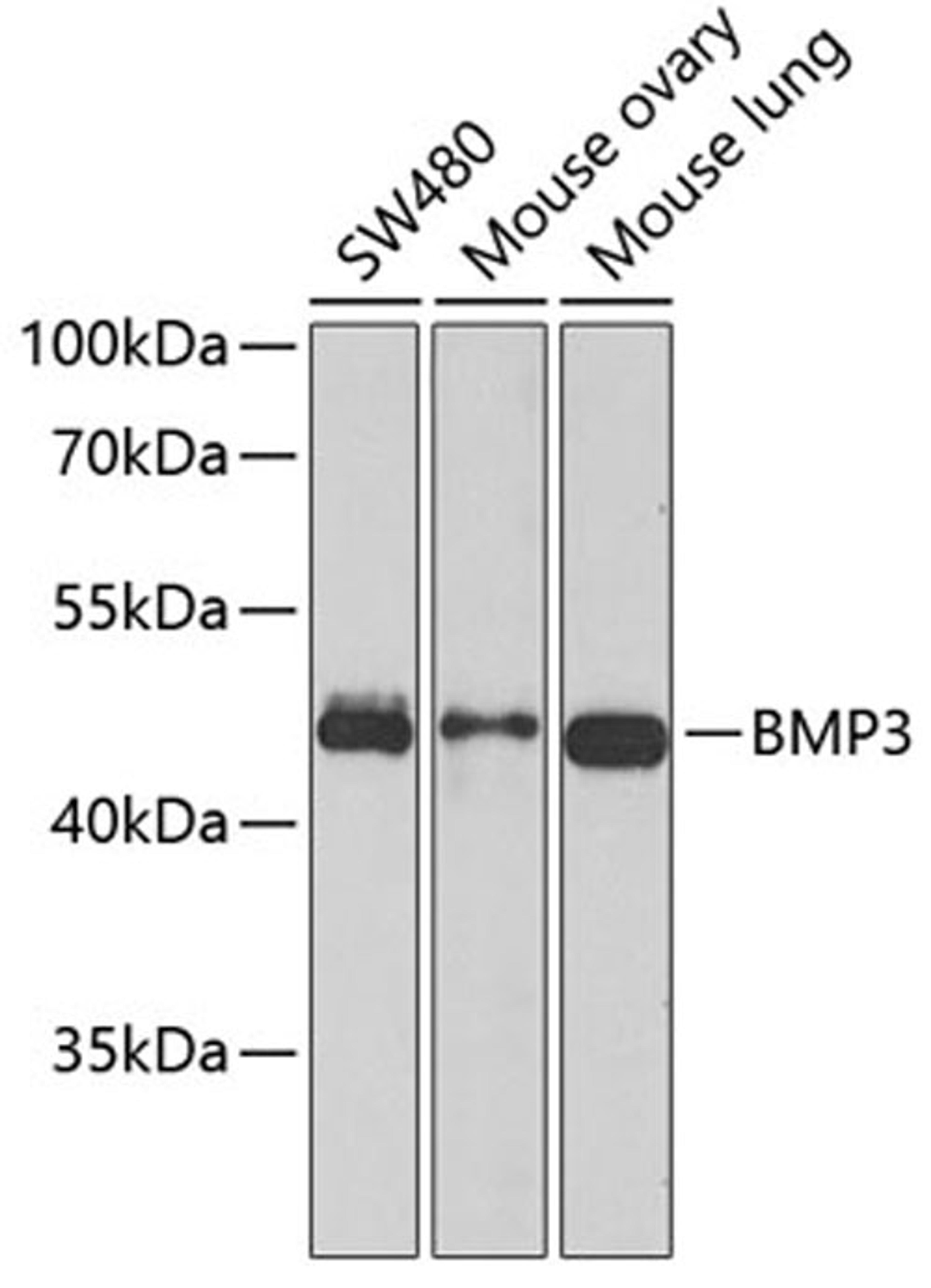 Western blot - BMP3 antibody (A6877)