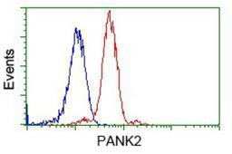 Flow Cytometry: PANK2 Antibody (3H9) [NBP2-02677] - Analysis of Jurkat cells, using anti-PANK2 antibody, (Red), compared to a nonspecific negative control antibody (Blue).