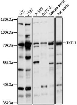 Western blot - TKTL1 antibody (A15337)