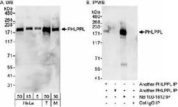 Western Blot: PHLPP2 Antibody [NB100-1812] - Detection of Human and Mouse PHLPPL on HeLa whole cell lysate using NB100-1812. PHLPPL was also IPed, albeit less efficiently, using another rabbit anti-PHLPPL antibody.